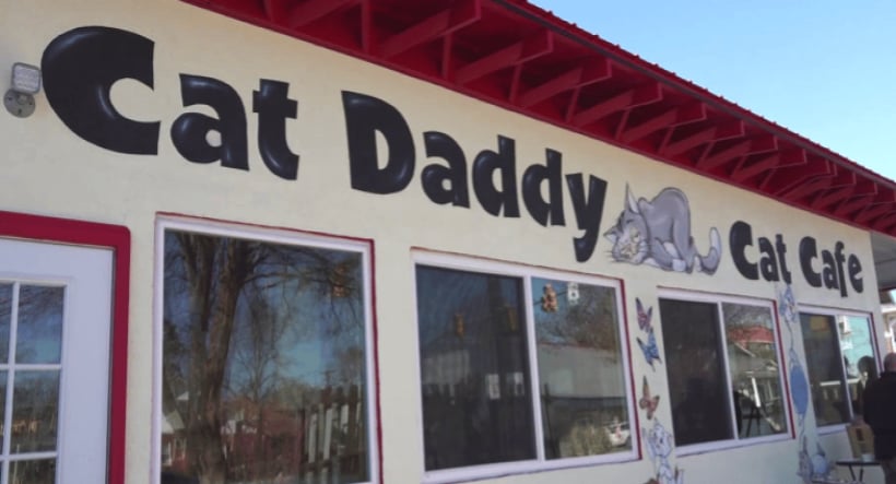 Cat Daddy's Cat Café