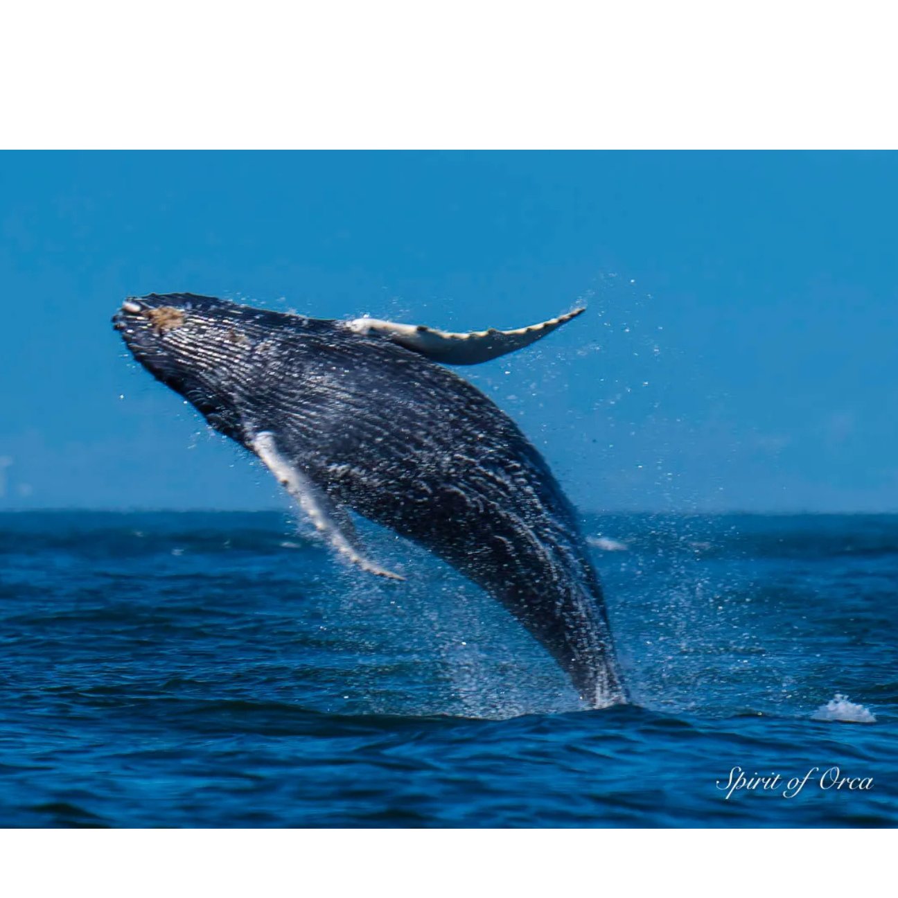 Spirit of Orca Whale Watching & Wildlife Tours