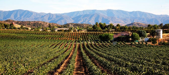 Reyes Winery