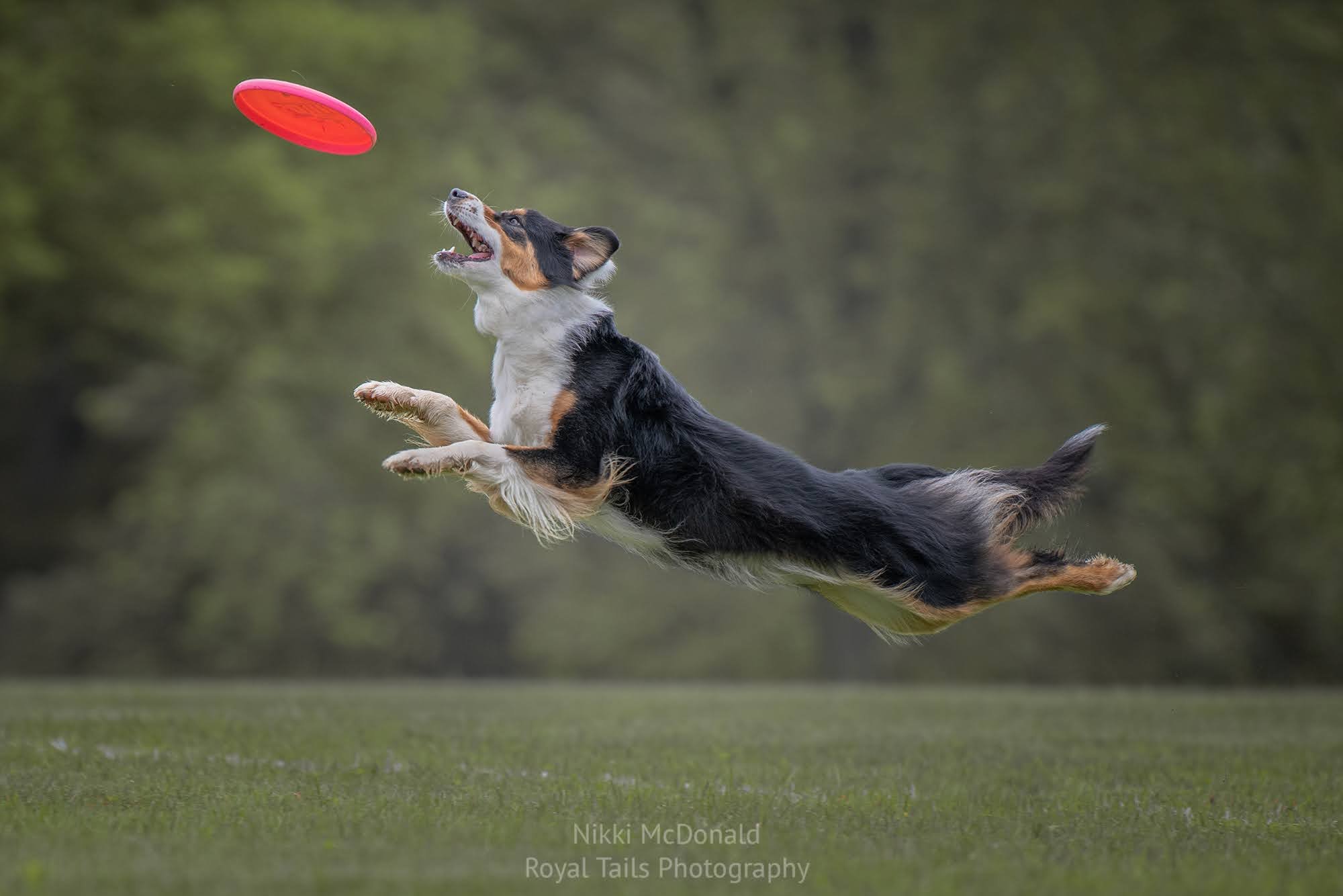 New Jersey Disc Dogs