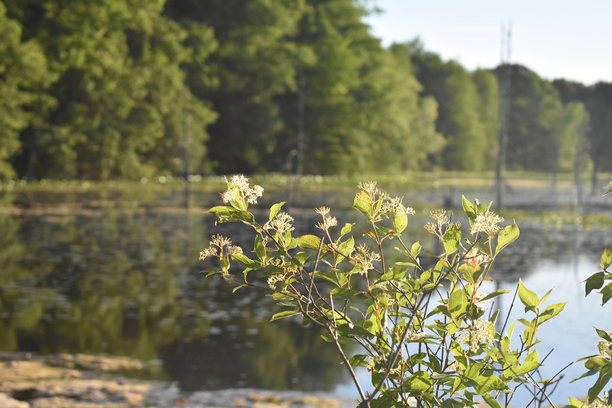 Portman Nature Preserve