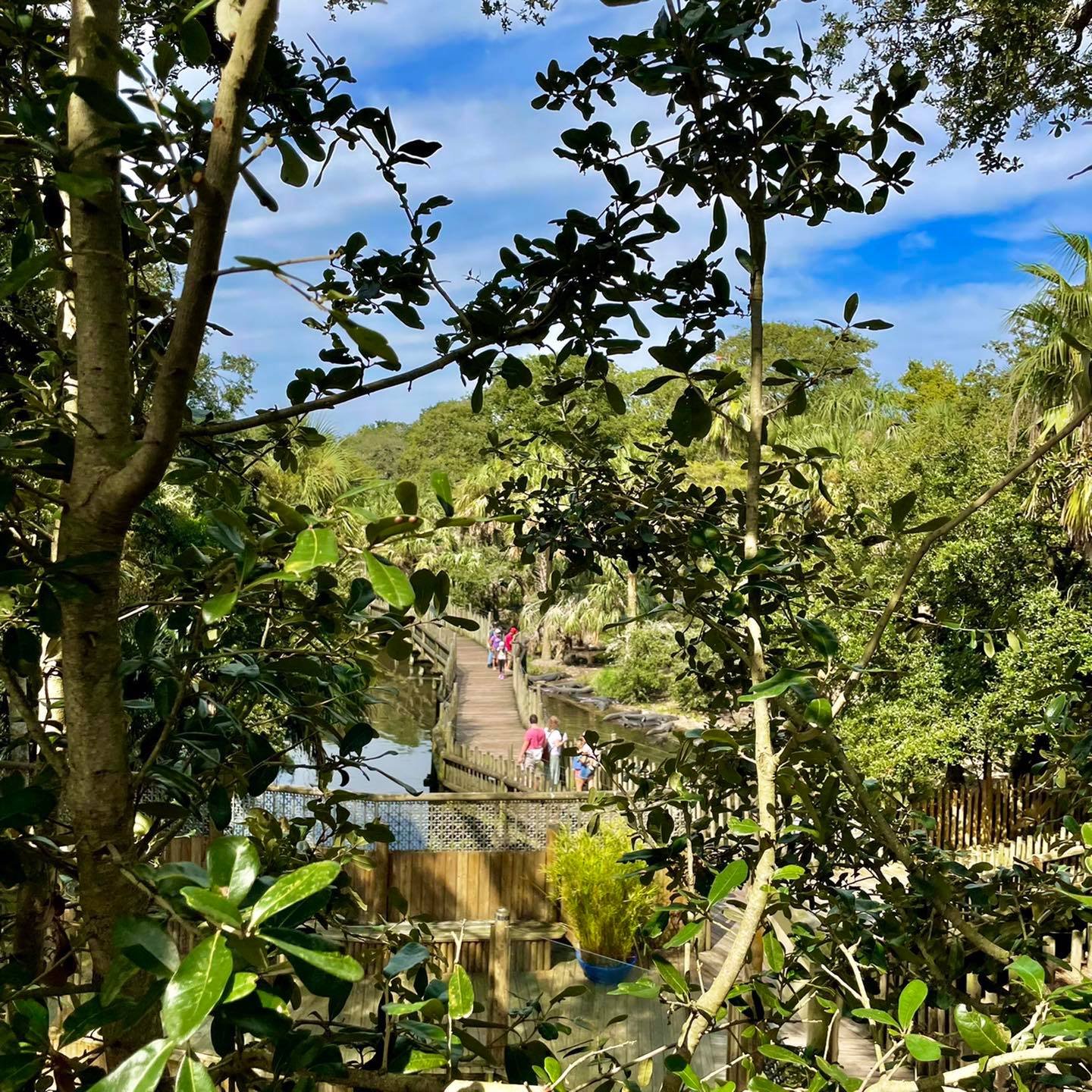 Crocodile Crossing - ZIP through the Zoo