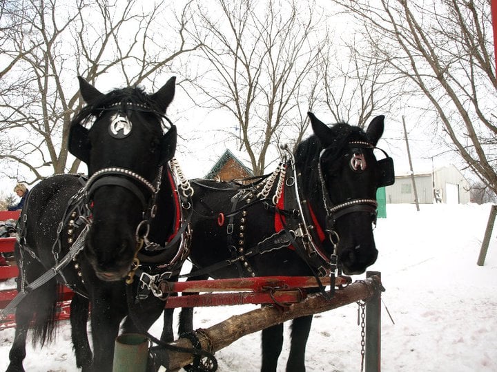 Horse Drawn Sleigh Rides and Hay Rides