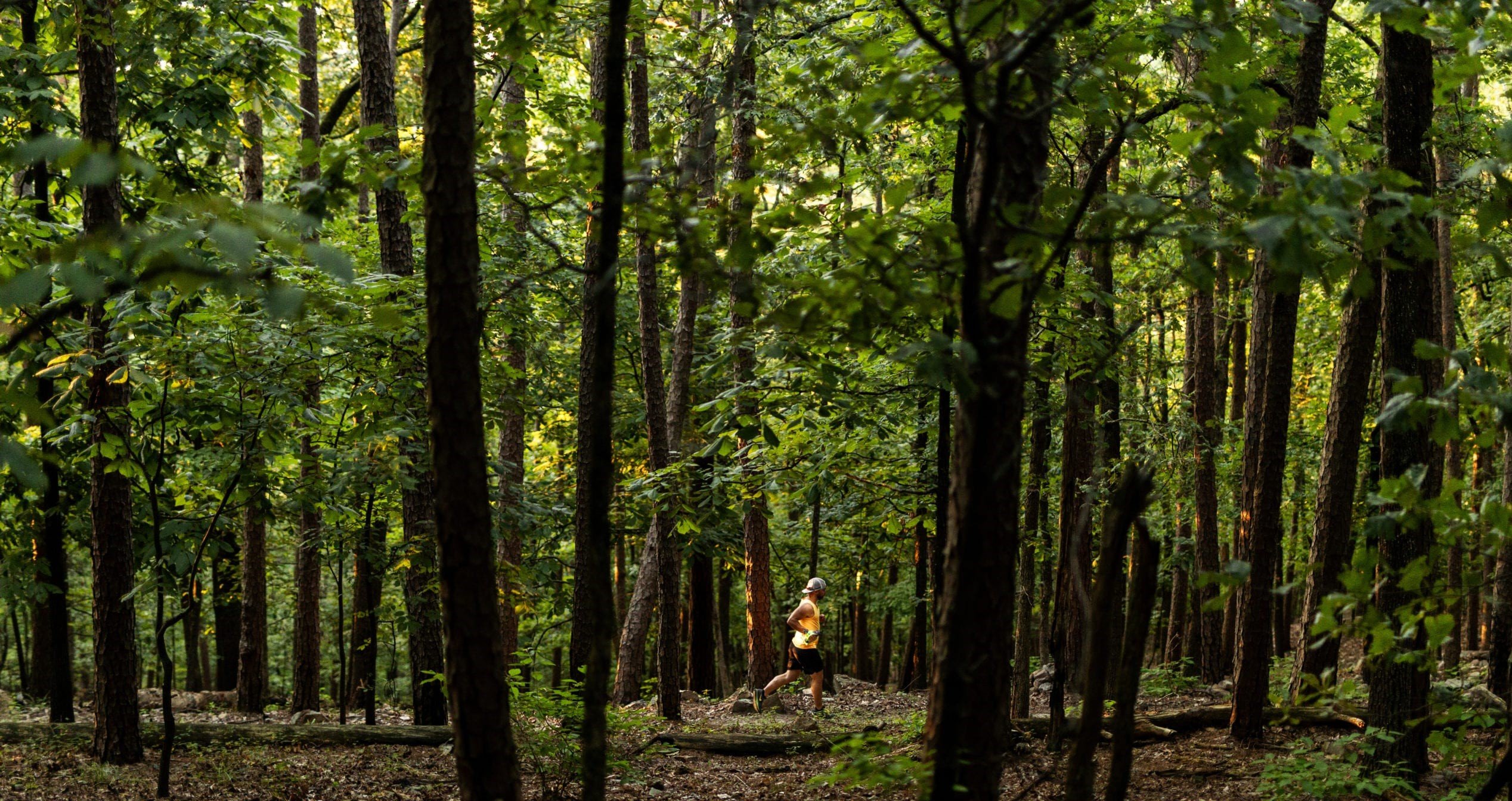 Pinnacle Mountain State Park
