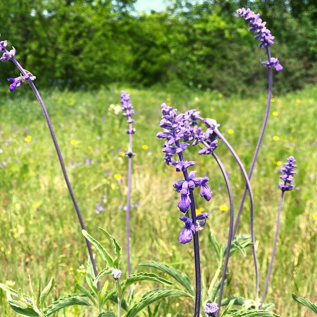 Spring Creek Nature Trails 