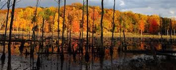 Calvert Cliffs State Park