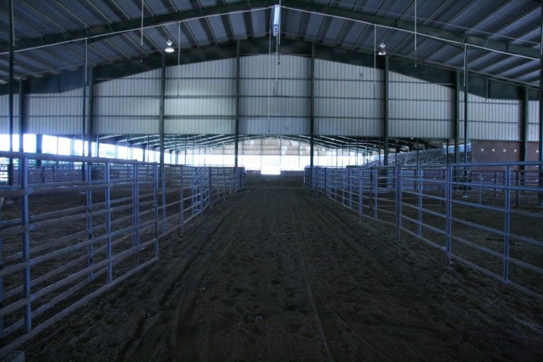 Lamar Dixon Cattle Holding Pens