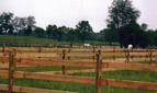 Cage Stables