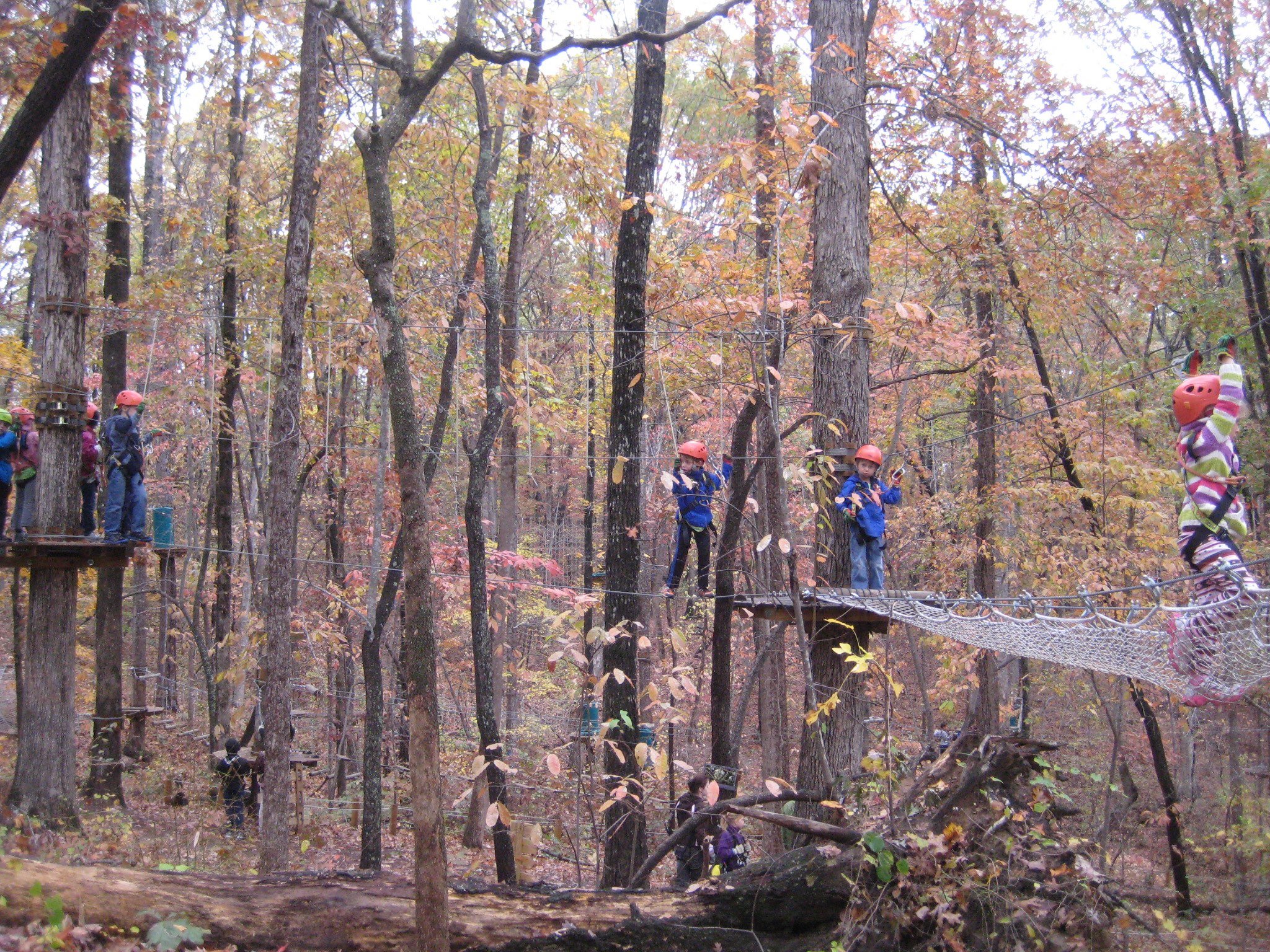 Treetop Quest