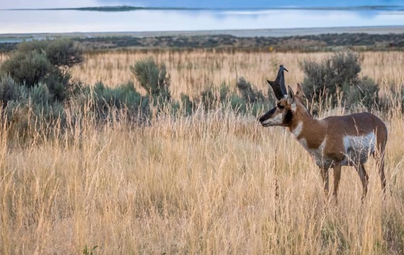 Antelope Island State Park