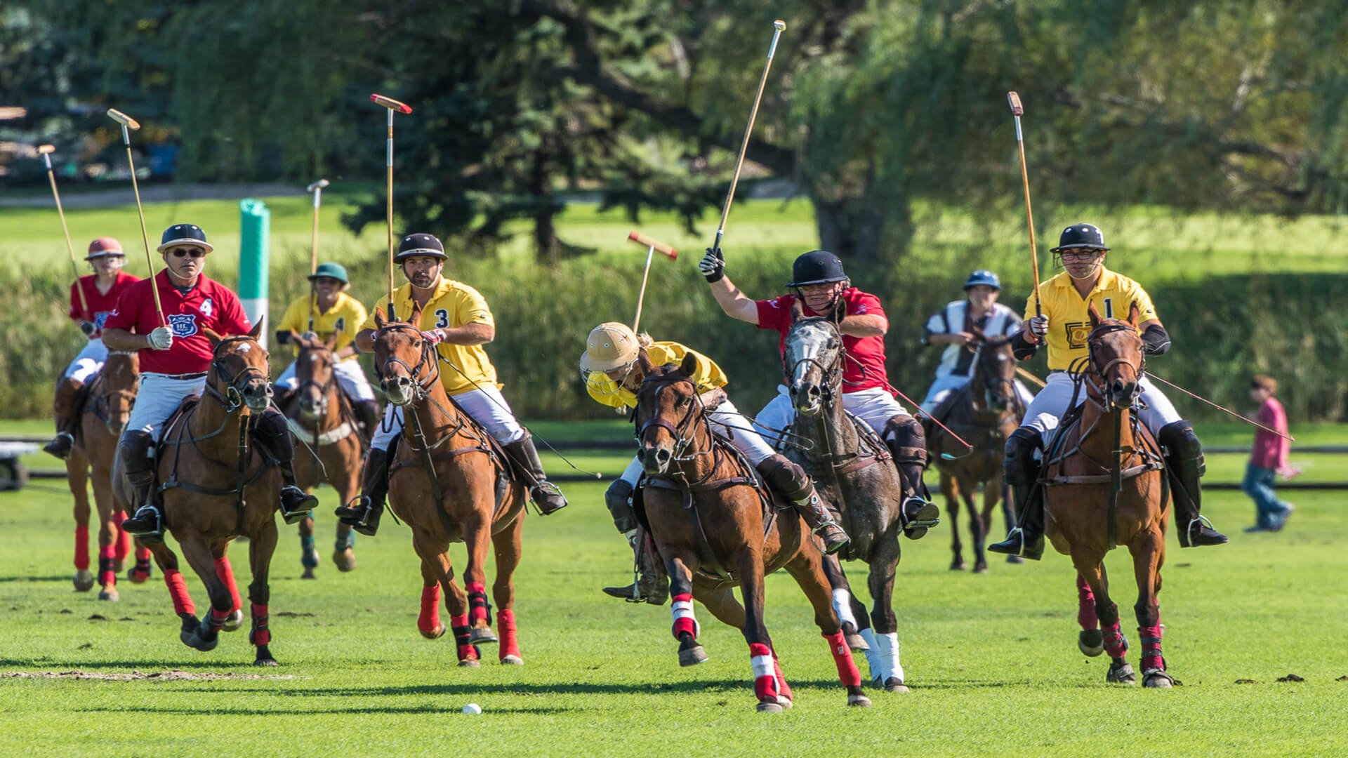 Oak Book Polo