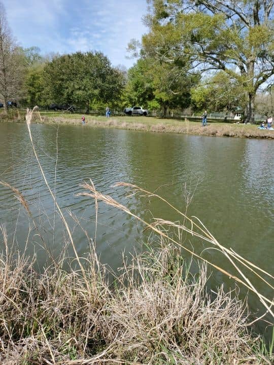 Lamar Dixon Ponds