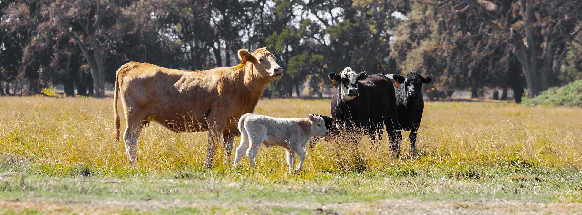 Mahon Ranch