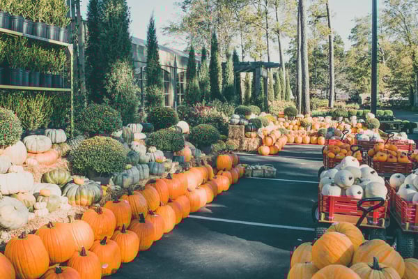 Halloween Happenings in Auburn-Opelika