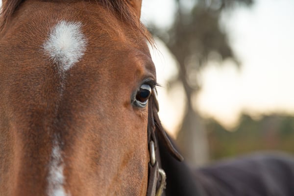 Ocala-trained horses won ALL three legs of the Triple Crown in 2025!
