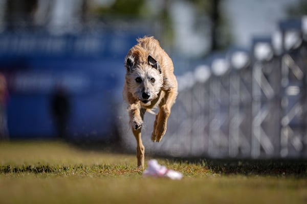 AKC Fast CAT Invitational 