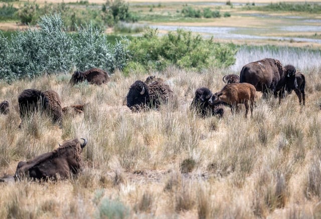 _NZ80491-medium.jpg