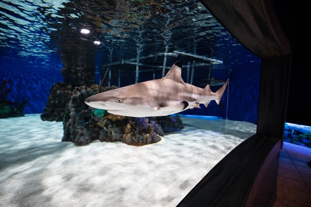 Electric_City_Aquarium_Hiller_352_LCVB.jpg