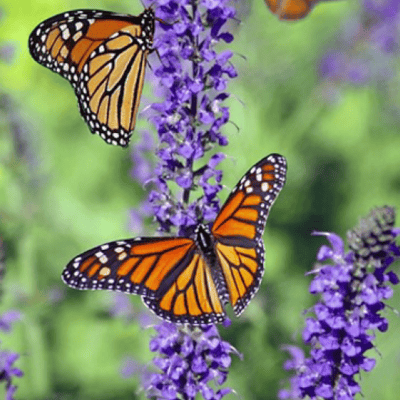 kissimmee-Butterfly-1_0471D180-5056-A36A-0BD199E4952436C9-0471cf585056a36_0471d99a-5056-a36a-0ba7eea05781a897.png