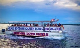 dolphins-down-under_D560F47B-FA34-8870-B851B865800D28A7-d560f40098f8481_d560f681-fe9b-abce-4ccb968803e02574.jpg