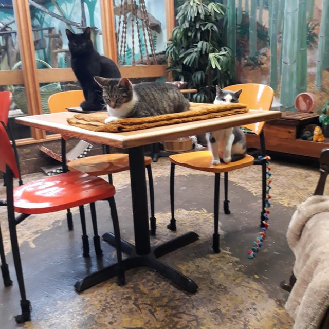 Mad Dogs and Crazy Cats cat cafe