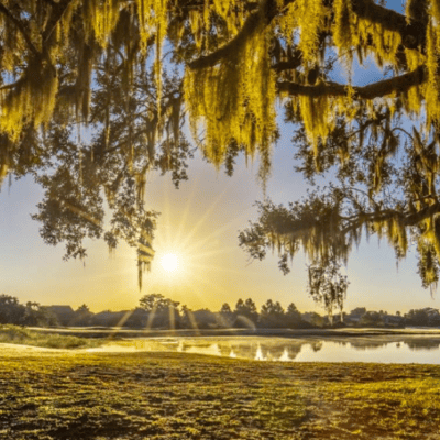 kissimmee-Kissimmee-Bay_AC56D5E7-5056-A36A-0BB9D99A178D0288-ac56d2405056a36_ac56dfba-5056-a36a-0b0ab4ffef66f7fe.png