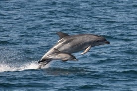 dolphin0-9c138a595056b36_9c138b3a-5056-b365-ab5db16b05e8b6a0.jpg