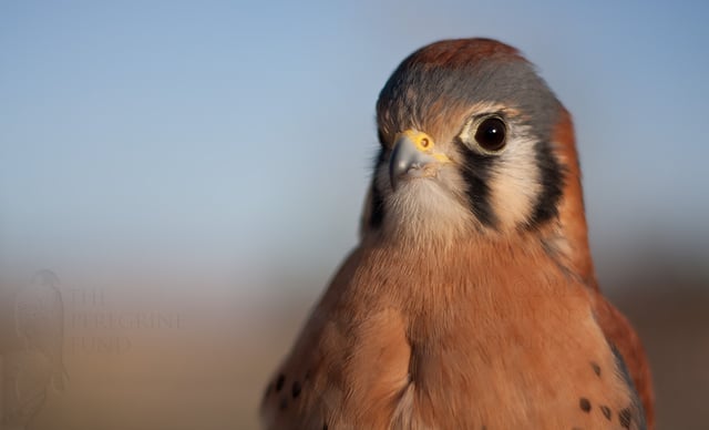 World Center For Birds of Prey