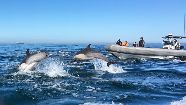 adventure whale watching.jpg