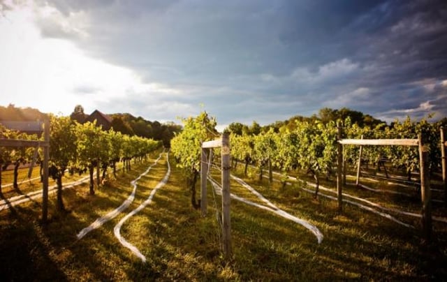 Vineyard0_eb883b6d-5056-a36a-0b5cd35f3658baab.jpg