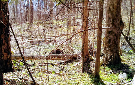 Fern-Valley-April-2018-RK.jpg