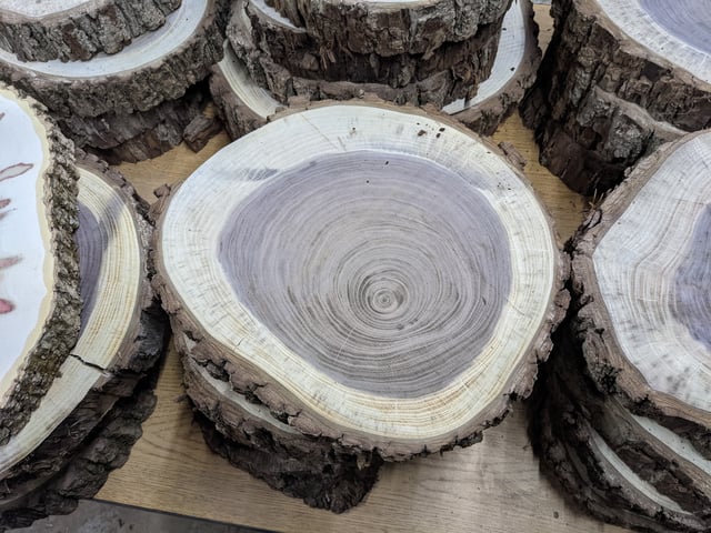 tree rings-min.jpg