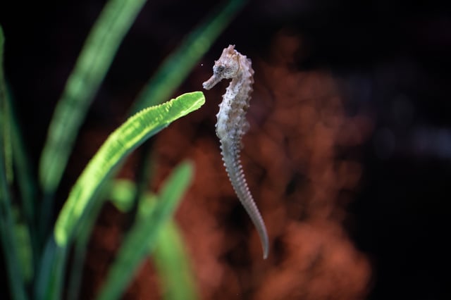 Electric_City_Aquarium_Hiller_215_LCVB.jpg
