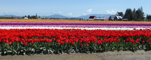 Tulip-Town-Tours.jpg