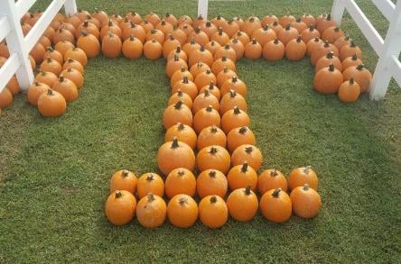maple-lane-farms-20-b38bd5e45056a34_b38bd6f3-5056-a348-3a7353389f3c9e89.jpg