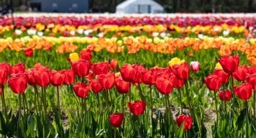 vintagefamilyfarms-tulips-apr2024-fb-0263.jpg