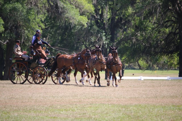 Explore Ocala-Marion County12