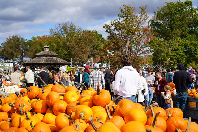 Linvilla Pumpkins.png