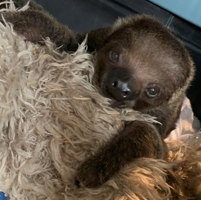 AAP sloth - Puppy.jpg