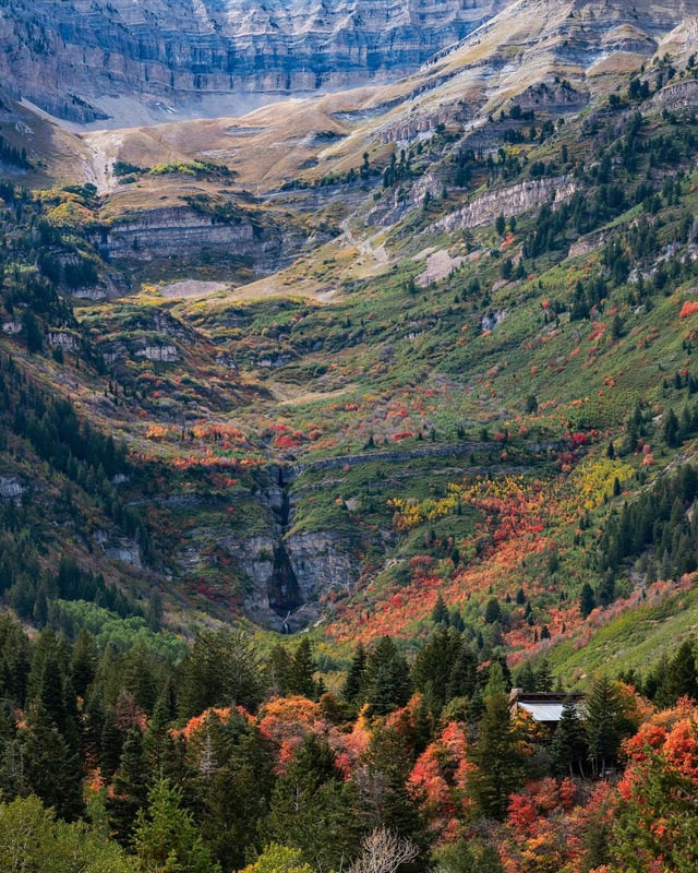 explore utah valley trees.jpeg