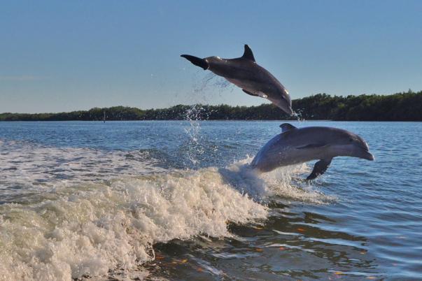 Dolphins Jumping