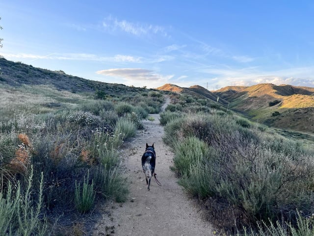 Hike @banjotheheeler.jpg