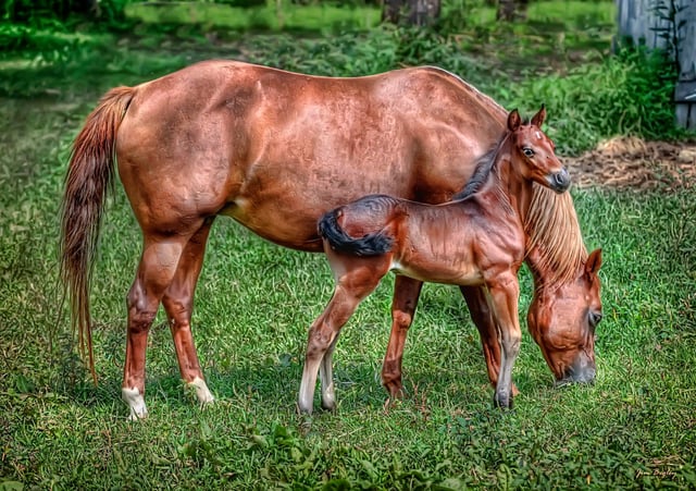 corbin kentucky horse