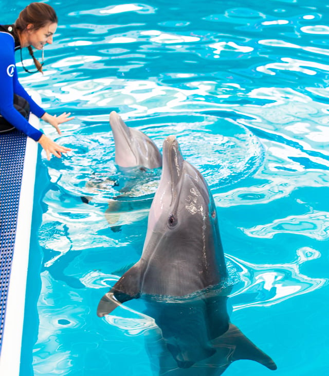 Winter and Hope with Trainer at Clearwater Marine Aquarium - Clearwater