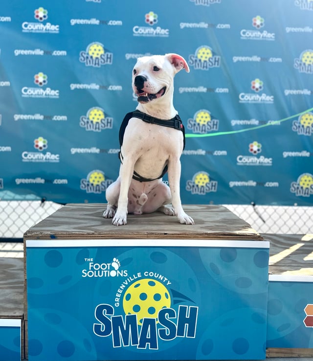 Animal Care doggo on podium.jpg