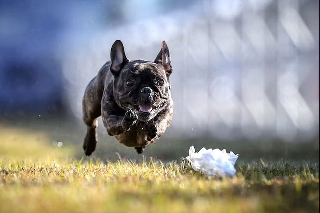 fastest-dog-usa-frenchie.jpg