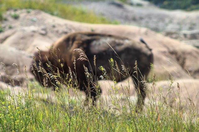 Buffalo Custer State Park.jpg