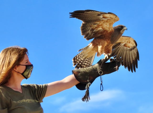 Kelsey Tatton with hawk.jpg