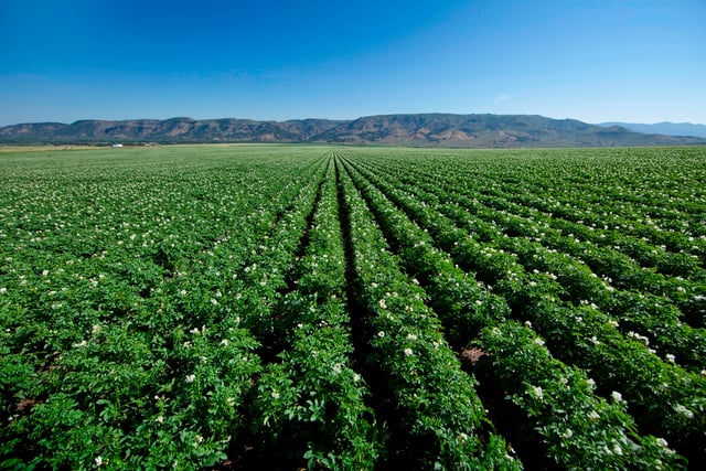 Potato Fields 0911(1)-lo res.jpg