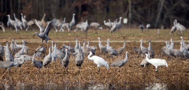 George+Lee-+Mixed+crane+flock.jpg